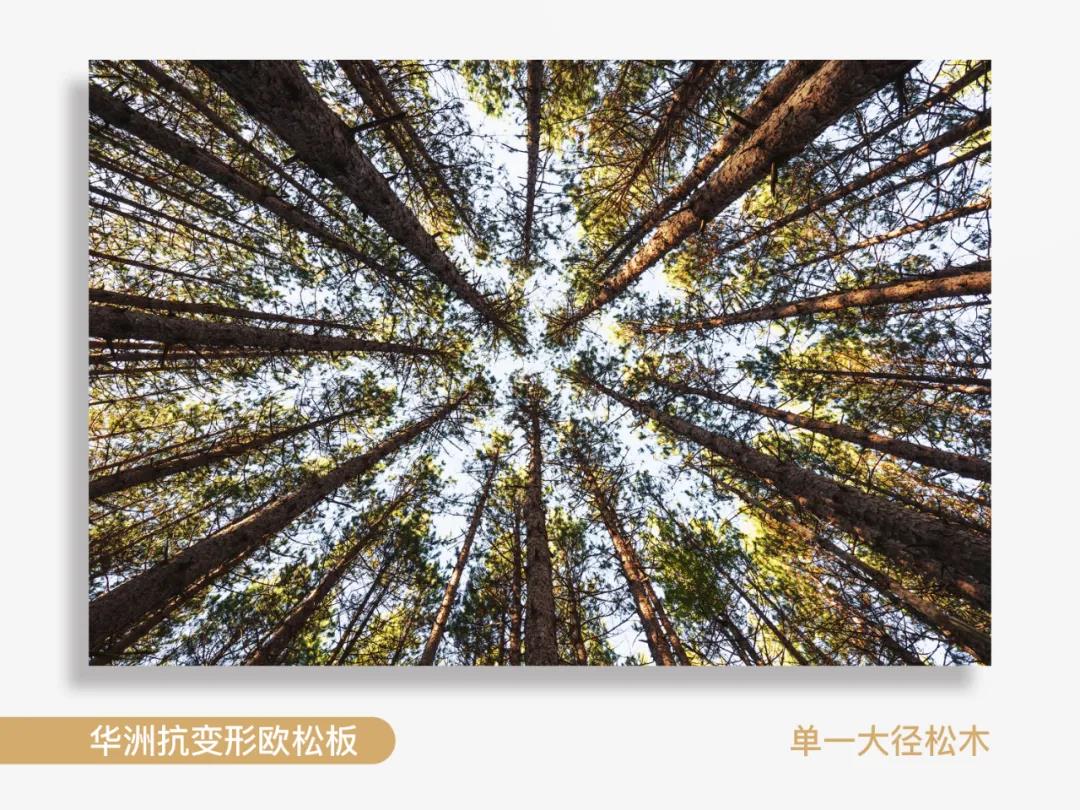 看得見的純凈，華洲抗變形歐松板！(圖2)